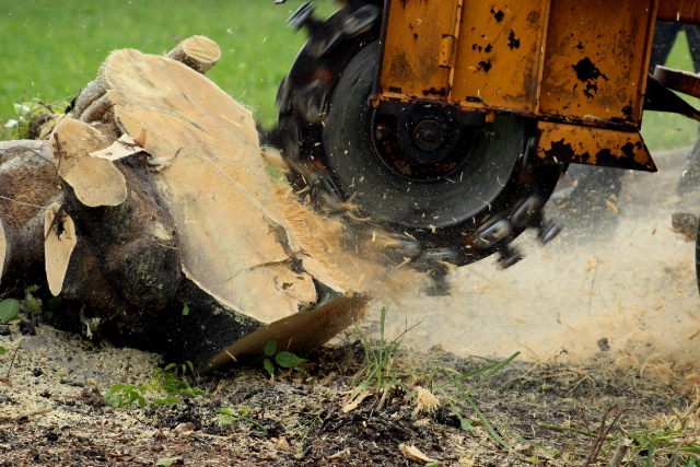 Buffalo Emergency Tree Cutting