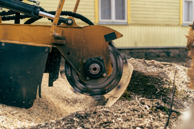 Buffalo Emergency Tree Removal Company